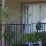 10 frugttræer, der vokser godt i potter og giver udbytte selv på altanen 10-frugttraeer-der-vokser-godt-i-potter-og-giver-udbytte.webp.webp