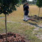 Syv frugttræer og buske, der er værd at plante allerede i november syv-frugttraeer-og-buske-der-er-vaerd-at-plante-allerede.webp.webp